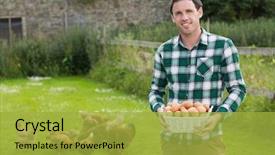  Presentation with farm - Audience pleasing presentation design consisting of filled with eggs with chicken backdrop and a yellow colored foreground