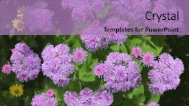  Presentation with hawaii - PPT layouts enhanced with filoso - purple blue danube blue hawaii background and a  colored foreground