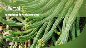  Presentation with green ivy plant hedera helix - Slide deck consisting of filoso - strange stringy green plant background and a  colored foreground