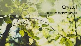  Presentation with green tree - PPT theme consisting of filter - beautiful summer in the forest background and a mint green colored foreground