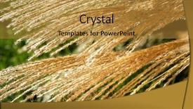  Presentation with sunlight - Cool new presentation theme with filtering through feathery autumn grass backdrop and a gold colored foreground