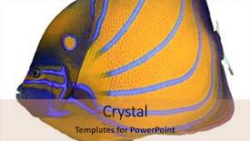  Presentation with octopus on isolated white - Audience pleasing PPT theme consisting of fin ring - bluering angelfish isolated on white backdrop and a gold colored foreground