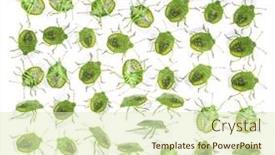  Presentation with final - Presentation design having final-stage-nymph background and a soft green colored foreground