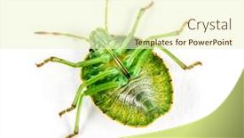  Presentation with insect - Colorful slide set enhanced with final-stage-nymph backdrop and a cream colored foreground