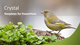  Presentation with forest - Presentation theme featuring finch-on-twig-in-forest background and a gray colored foreground