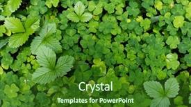  Presentation with clover - Cool new theme with find shape - clover plants backdrop and a forest green colored foreground