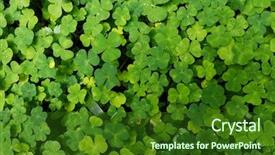  Presentation with clover - Audience pleasing theme consisting of find shape - clover plants backdrop and a forest green colored foreground