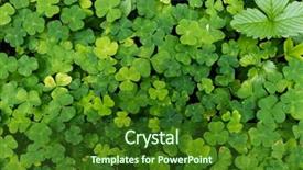  Presentation with clover - Amazing slide deck having find shape - clover plants backdrop and a forest green colored foreground