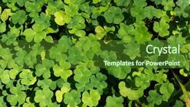  Presentation with clover - Colorful PPT theme enhanced with find shape - clover plants backdrop and a tawny brown colored foreground