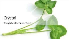  Presentation with clover - Slide set consisting of find shape - shamrock clover leaves isolated background and a white colored foreground
