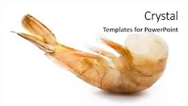  Presentation with shrimp farming - Presentation theme having king fine - headless uncooked raw shrimp background and a white colored foreground