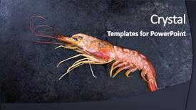  Presentation with prawn - Theme consisting of king fine - raw black tiger prawn background and a dark gray colored foreground