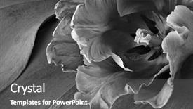  Presentation with parrot - Presentation theme consisting of fine art - artistic black and white photo background and a gray colored foreground