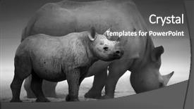  Presentation with fine art - Beautiful PPT theme featuring fine art - black rhinoceros calf diceros bicornis backdrop and a gray colored foreground