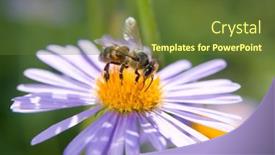  Presentation with blue flower - Amazing slides having fine-blue-flower-macro backdrop and a  colored foreground