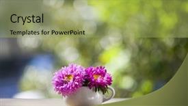  Presentation with pink petal flower animated - PPT theme enhanced with fine ceramic - beautiful pink aster flowers background and a yellow colored foreground