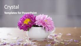  Presentation with purple orchids pink flowers orchid - Presentation theme having fine ceramic - beautiful pink aster flowers background and a  colored foreground