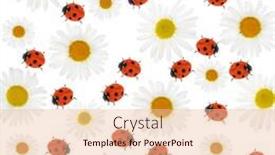  Presentation with chamomile - Beautiful presentation theme featuring teasel bud with purple flowers in nature backdrop and a violet colored foreground