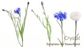  Presentation with octopus on isolated white - Amazing PPT layouts having fine-cornflowers-isolated-on-white backdrop and a cream colored foreground