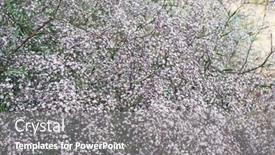  Presentation with beach ball sand dunes - PPT theme having fine-flowers-of-plant-gypsophila background and a gray colored foreground