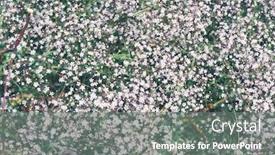  Presentation with beach ball sand dunes - Slide deck featuring fine-flowers-of-plant-gypsophila background and a gray colored foreground