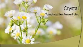  Presentation with grown - Slides consisting of fine grown german chamomile background and a mint green colored foreground