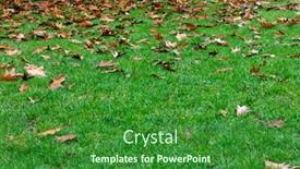  Presentation with green-lawn - Amazing presentation design having fine-image-of-green-lawn backdrop and a  colored foreground