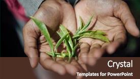  Presentation with tea leaves fresh green leaf - Presentation consisting of fine quality tender green tea background and a tawny brown colored foreground