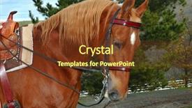  Presentation with stallion - Cool new slide set with fine saddlebred stallion with english backdrop and a tawny brown colored foreground