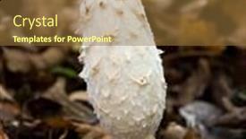  Presentation with specimen - Amazing presentation having fine-specimen-of-shaggy-mane backdrop and a tawny brown colored foreground