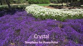  Presentation with beds - PPT layouts featuring urban gardening - fine spring day in southern background and a violet colored foreground