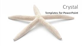  Presentation with starfish - Cool new slides with finger-starfish-isolated-on-white backdrop and a white colored foreground