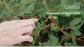  Presentation with finger - Presentation design featuring finger-touch-on-mimosa-pudica background and a tawny brown colored foreground