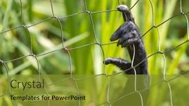  Presentation with gibbon - PPT theme enhanced with fingers-and-hand background and a gold colored foreground