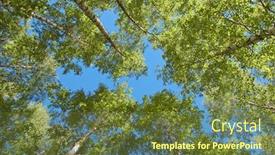  Presentation with plantation - Presentation theme enhanced with finnish birch plantation background and a tawny brown colored foreground