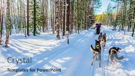  Presentation with dog sled - Audience pleasing slide deck consisting of finnish-husky-sled-dog-great backdrop and a light blue colored foreground