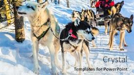  Presentation with dog sled - Theme with finnish-husky-sled-dog-halt background and a light blue colored foreground