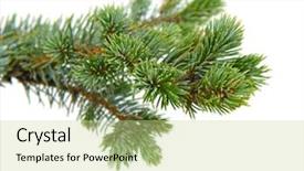  Presentation with judicial branch - Audience pleasing presentation theme consisting of fir branch isolated on white backdrop and a mint green colored foreground