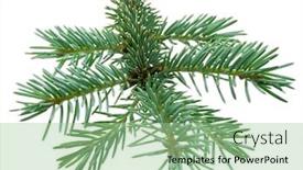  Presentation with branch - Amazing slide deck having fir-branch-isolated-on-white backdrop and a mint green colored foreground