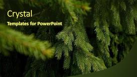  Presentation with forest - Slides enhanced with fir-branches-in-the-forest background and a tawny brown colored foreground