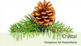  Presentation with blank whiteboard isolated on white - Slides consisting of fir branches with cones isolated background and a  colored foreground