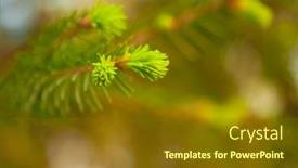  Presentation with spring - Presentation design with fir-branches-with-fresh-shoots background and a  colored foreground