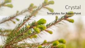  Presentation with spring - PPT theme with fir-branches-with-fresh-shoots background and a  colored foreground