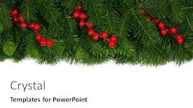  Presentation with christmas holly - PPT layouts featuring fir-christmas-tree-branches background and a white colored foreground