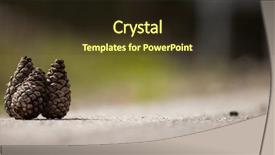 Presentation with dry forest - Amazing presentation theme having fir cones brown and dry backdrop and a tawny brown colored foreground