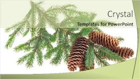  Presentation with waving palm branches - Audience pleasing slide deck consisting of fir-cones-with-branches backdrop and a soft green colored foreground
