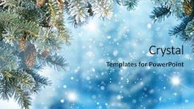  Presentation with fir tree - Audience pleasing PPT theme consisting of fir tree branch and cones backdrop and a light blue colored foreground