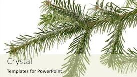  Presentation with fir tree - Amazing PPT theme having fir-tree-branch-isolated backdrop and a soft green colored foreground