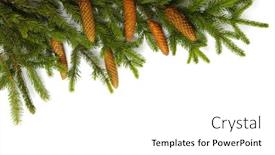  Presentation with fir tree - Slide deck having fir-tree-branch-isolated background and a white colored foreground