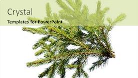  Presentation with fir tree - Colorful slides enhanced with fir tree branch isolated on white background backdrop and a yellow colored foreground
